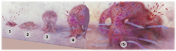 バイオフィルム発生のメカニズム（イメージ）